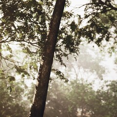 Fototapeta premium misty tree trunk with soft fog, muted color palette with damp bark and moss, distant blurred canopy, quiet introspective atmosphere perfect for moody nature