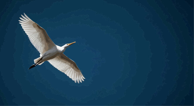  Soaring Egret in Flight: A pristine egret gracefully glides through the expanse of the azure sky, its wings spread wide in a captivating display of freedom and serenity.