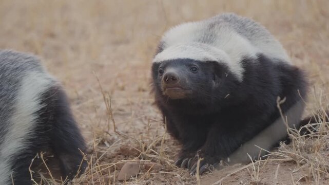 Honey badger raises head and sniffs the air near a burrow while a second ratel stays partly off camera in dry savanna grassland, alert and cautious wildlife behavior.