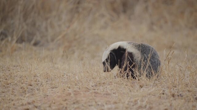 Honey badger sits still in dry savanna grass, slowly raising its head in Kruger National Park, South Africa. Calm wildlife moment, natural habitat, daylight field shot.