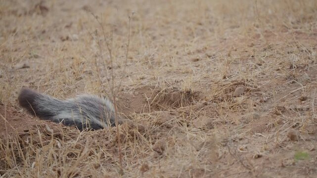 Honey badger at burrow entrance seen from behind in slow motion, shifting and digging at the den mouth in dry grassland soil before moving deeper underground.