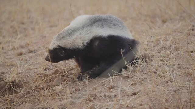 Honey badger in Kruger National Park rests with head tucked, then raises it and looks right in dry savanna grassland. Clear wildlife behavior shot, natural light, safari scene.