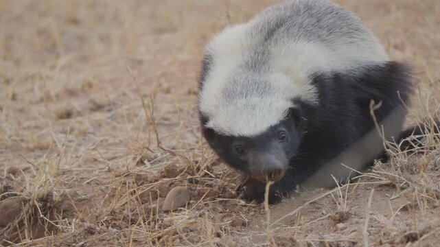 Honey badger looks toward camera and scans surroundings in dry grassland habitat; alert mustelid close-up. Second honey badger briefly appears partially at end of clip.
