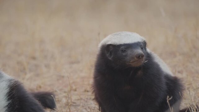 Honey badger scans surroundings in Kruger National Park, South Africa. Alert mustelid on dry savanna grassland while a second honey badger is partly out of frame.