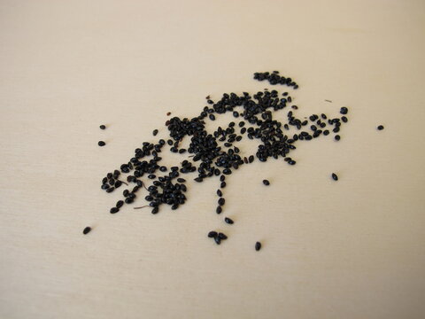 Black Columbine seeds: Close-up of flower seeds of Aquilegia