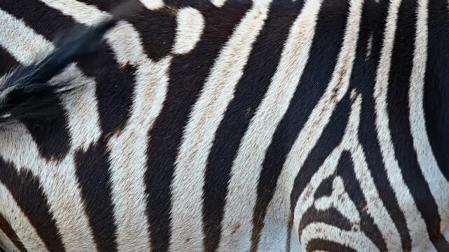 Close-Up of Zebra Stripes Pattern on Animal Fur, Abstract Background