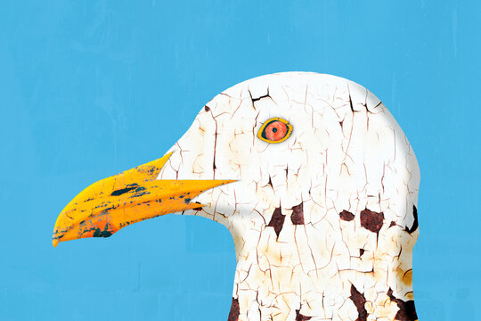 Digital collage of gull head with weathered texture on blue background