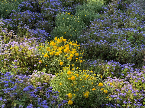 Ageratum houstonianum bluemink and garden mums chrysanthemums flower bed.