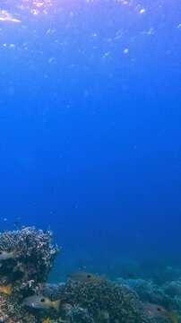 Snorkeling POV tracking a school of dory snapper (lutjanus fulviflamma) swimming in hazy calm deep blue waters of Dauin, Philippines