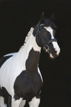 Close up portrait shot of a mare
