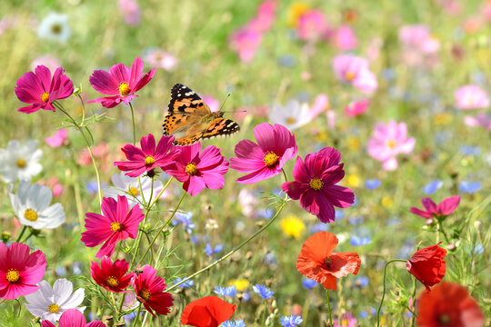 Schmetterling 1459