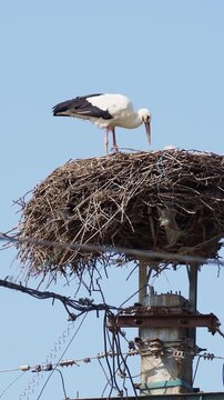 White stork bird at nest in early spring, Ciconia ciconia
