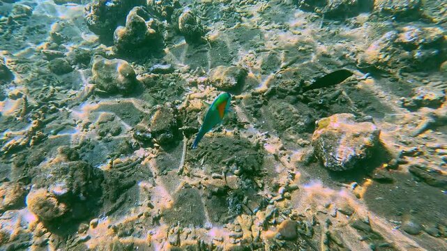 Candid snorkeling pov tracking a bowers parrotfish (chlorurus bowersi) swimming along the seafloor in clear sea water while bathe in the hypnotic light refraction. Dauin, Philppines