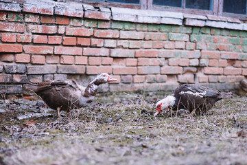 Two Ducks Grazing on Grass Near Old Village – Authentic Rural Landscape