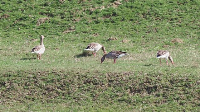 Greylag geese (Anser anser) grazing on green grass near a lake
