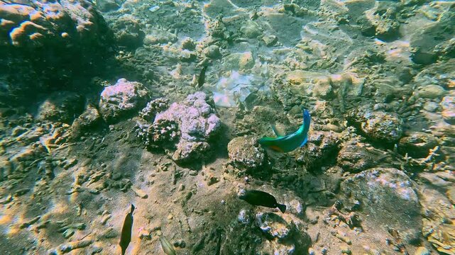 Dolly forward to a bowers parrotfish (chlorurus bowersi) among other fish feeding on algae along the seabed. Dauin, Philippines