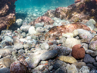 クサフグ, フグ科, 英名学名：Grass Puffer, Takifugu alboplumbeus, 幼魚yg, 他。 ヒリゾ浜南伊豆町中木 静岡県伊豆半島-2025 日本有数のシュノーケリングスポット。 夏の数カ月間だけ渡し船で行ける。 水質透明度魚影が素晴らしい。  © d3_plus