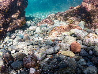 クサフグ, フグ科, 英名学名：Grass Puffer, Takifugu alboplumbeus, 幼魚yg, 他。 ヒリゾ浜南伊豆町中木 静岡県伊豆半島-2025 日本有数のシュノーケリングスポット。 夏の数カ月間だけ渡し船で行ける。 水質透明度魚影が素晴らしい。  © d3_plus