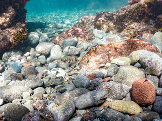 クサフグ, フグ科, 幼魚yg, 他。 ヒリゾ浜南伊豆町中木 静岡県伊豆半島-2025 日本有数のシュノーケリングスポット。 夏の数カ月間だけ渡し船で行ける。 水質透明度魚影が素晴らしい。 英名学名：Grass Puffer, Takifugu alboplumbeus, © d3_plus