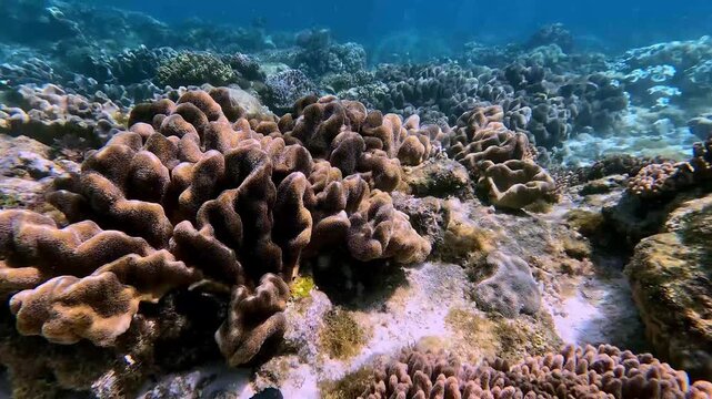Dolly forward to rich colony of Pocillopora meandrina, Porites furcata and Stichodactyla haddoni populating the expansive coral reef in the clear coastal waters of Apo Island, Philippines
