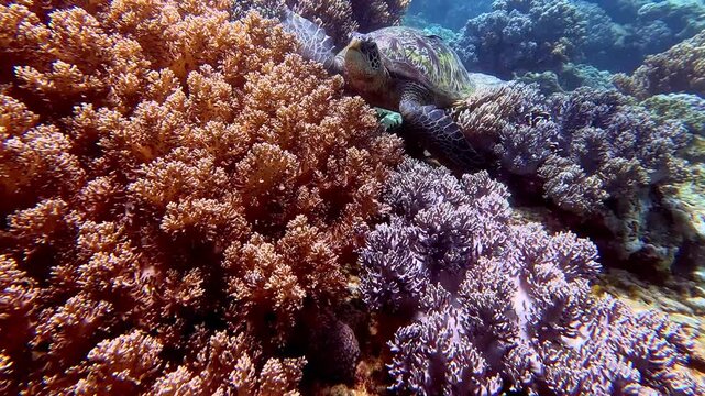 Snorkeling POV dolly forward to reveal a Green sea turtle (chelonia mydas) resting among lush, colorful coral formations in a mystical underwater scene. Apo Island, Philippines