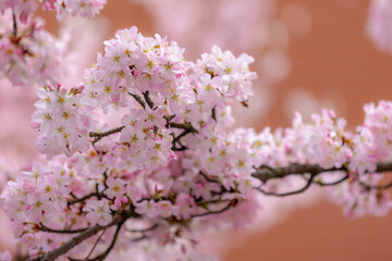 Fototapeta premium Selective focus of beautiful white-pink cherry blossoms in full bloom on tree under sunlight, Branches of Sakura flowers during spring season, Natural floral background, Abstract flora pattern texture