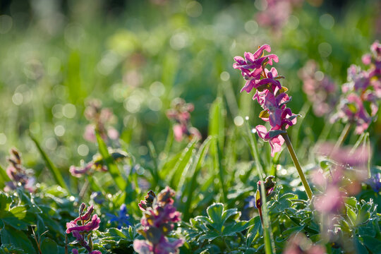Common fumitory flower blooming in the morning light