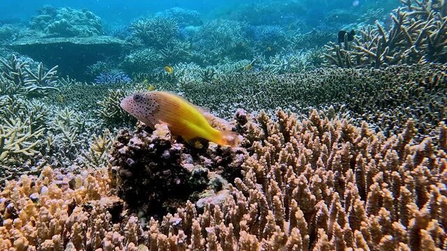 Dolly forward to a freckled hawkfish (paracirrhites forsteri) resting on an acropora cytherea coral, with the view of the expansive reef visible in the background. Dauin, Philippines