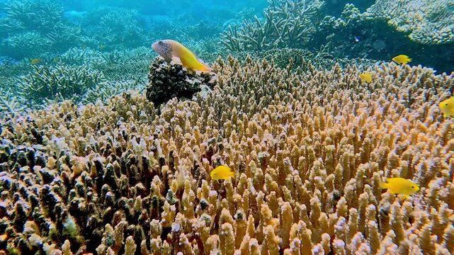 Dolly forward from the dense table top coral inhabited by lemon damsel (pomacentrus moluccensis) to reveal a freckled hawkfish (paracirrhites forsteri) resting on rock with the expansive reef view
