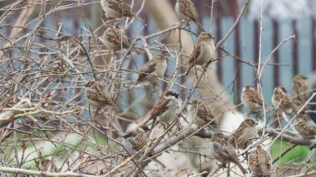 A mixed flock of house sparrows (Passer domesticus) and Eurasian tree sparrows (Passer montanus) and characteristic chirping