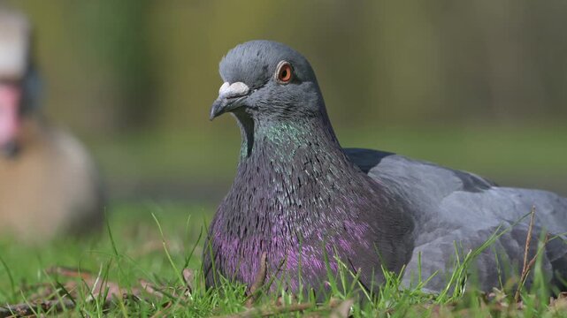 Pigeon (Columba livia) sitting on a lawn, in closeup showing the iridescence of its feathers. March, Kent, UK [Half speed]