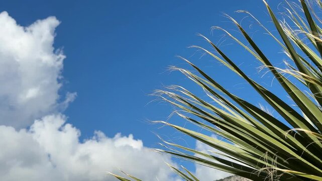 Blue sky with wispy clouds and yucca plant leaves as a background