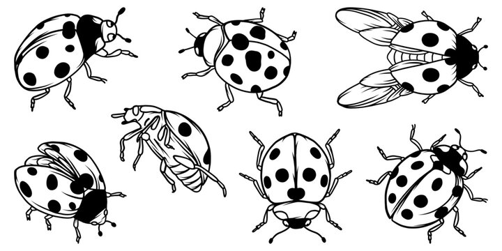 Set of ladybug winged insect doodles.Vector graphics. 