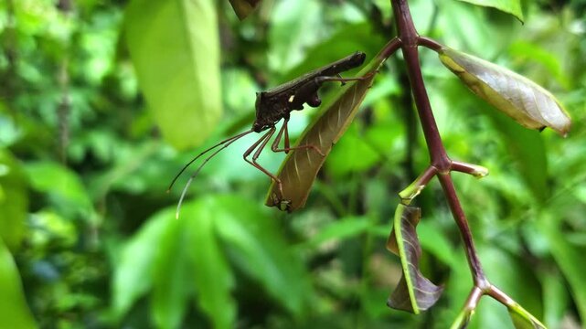 Close-up black Leaf-Footed Bug on a tropical plant stem | Peninsular Malaysia