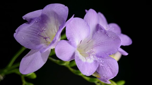 Purple freesia flowers with water drops on a green stem isolated on black background