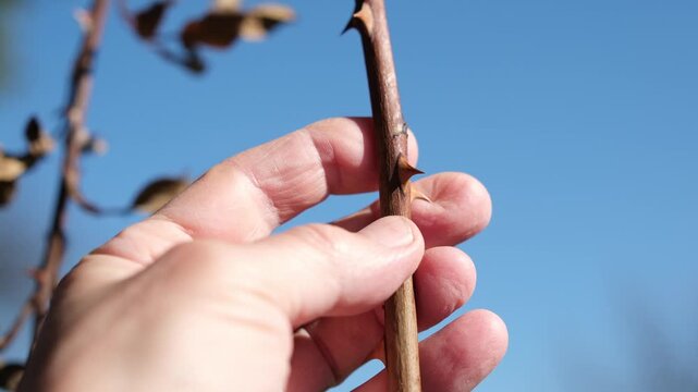 Human finger touches the sharp thorns of a rose stem. Delicate human skin and the protective spikes of the rose plant, close up. Blue sky.