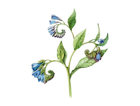 Comfrey herb watercolor vintage botanical style flower illustration. Hand drawn symphytum officinale, medical plant with flowers and leaves isolated transparent background