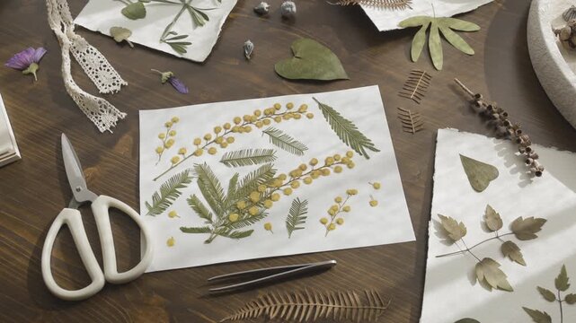 Botanical herbarium creation with pressed yellow mimosa and purple flowers on handmade paper. Creative workspace flat lay with scissors, tweezers and dried fern leaves on rustic wooden table in warm