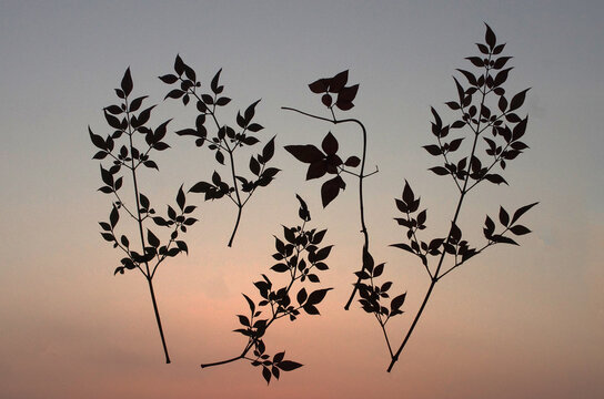 空に舞う野辺の葉っぱ。大空の中を漂っている。青空から茜色に変化していく大空。大自然の偉大さ、不思議さ。私は今、葉っぱと一緒に大空を漂っている。そろそろ日没は近い。不穏な風も吹き出した。ふと、私の心に不安な気持ちがどこからともなく湧いてきた。危機が迫ってくる地球。大丈夫か地球。地球が熱くなる。母なる地球が、今、悲鳴を上げている。私たちは何をなすべきか、できることは何か。