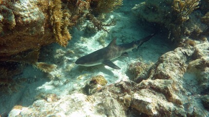 Fototapeta premium Underwater View of a Shark Swimming Among Coral Reefs in a Tropical Ocean Environment