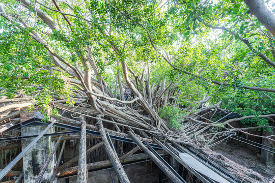 Anping Tree House in Tainan, Taiwan