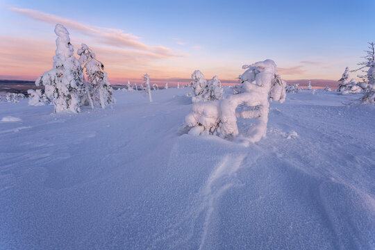 View of snow-laden trees stand like frozen sculptures against a backdrop of pastel skies during winter, Kandalaksha, Murmansk Oblast, Russia.