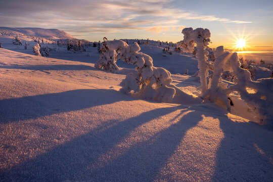 View of snow-covered trees and landscape bathed in the warm glow of the setting sun, casting long shadows across the pristine snow, Kandalaksha, Murmansk Oblast, Russia.