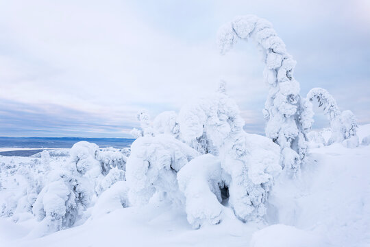 View of snow-laden trees stand like silent sentinels, their branches arched and cloaked in pristine white, under a sky of pale winter hues, Kandalaksha, Murmansk Oblast, Russia.