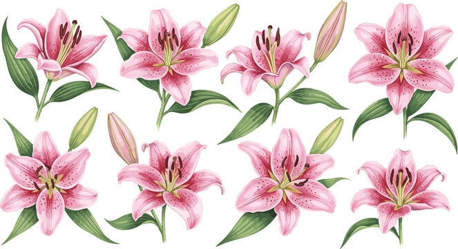 Pink stargazer lily flowers set. Realistic blooming lilies with buds and green foliage. Botanical floral illustration isolated on white background.