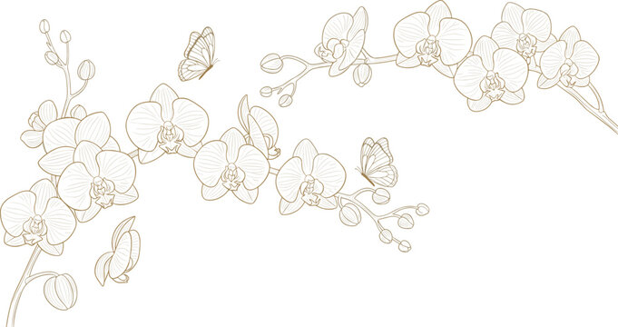 Orchid flower line art set with butterflies. Elegant floral outline composition with blooming orchids and buds. Minimal botanical illustration isolated on white background.