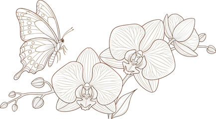 Orchid flower line art with butterfly. Elegant floral outline illustration with blooming orchids and delicate insect. Minimal botanical design isolated on white background. © IVY QUEEN