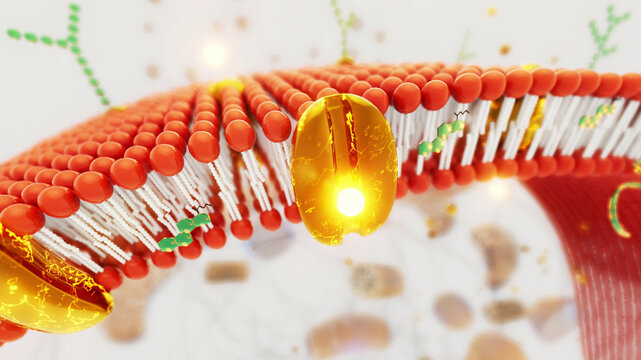 Conceptual 3D illustration of a cell membrane