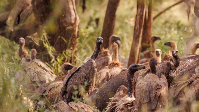View of a gathering of vultures with their ruffled feathers and watchful eyes, amidst the dry grasses and sun-dappled trees, Kruger National Park, South Africa.