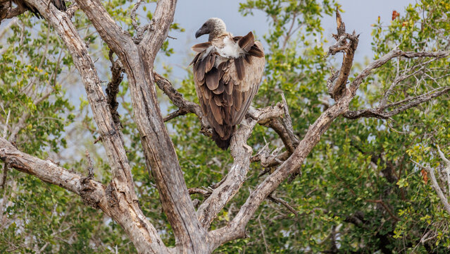 View of a white-backed vulture perched atop weathered branches, framed by vibrant green foliage against a soft sky, Kruger National Park, South Africa.
